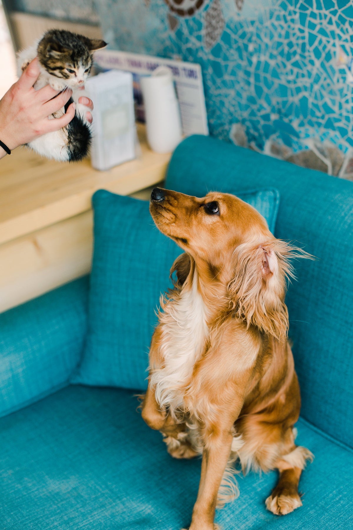 Hond zit op een blauwe bank