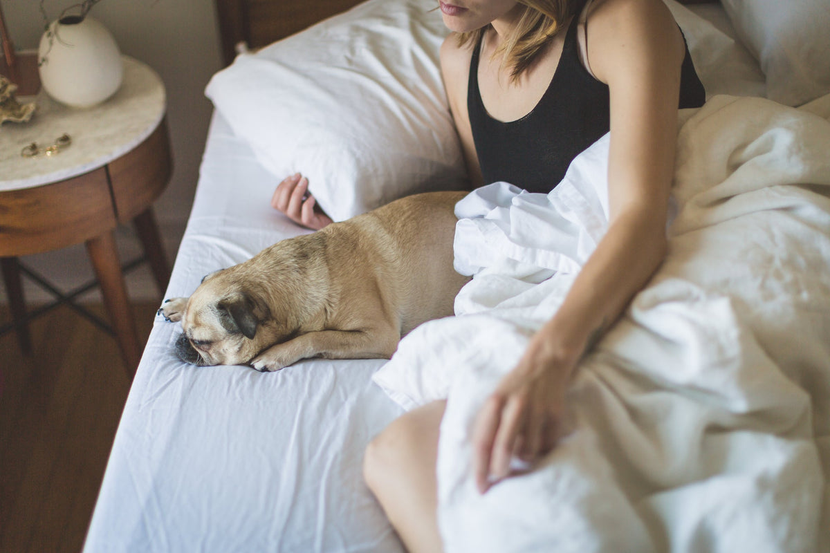 Hond ligt 's ochtends gezellig mee op bed